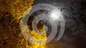 Full moon mystic night in park