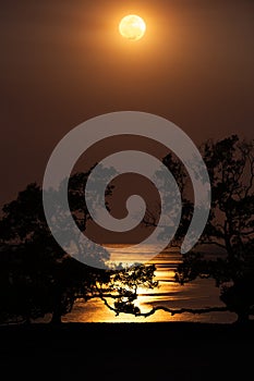 Full moon over ocean beach and mangroves, reflections framed by silhouetted trees