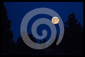 Full moon over trees