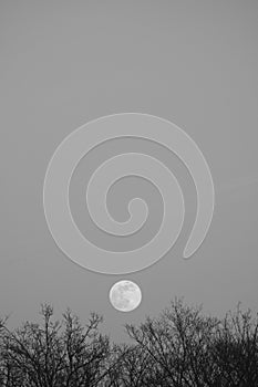 Full moon over trees in black and white