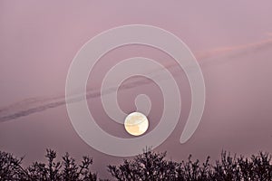 Full moon over trees with purple sky