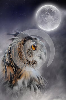 Full moon and owl