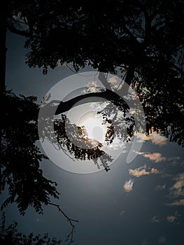 the full moon peeps through the trees against the backdrop of an extraordinary sky