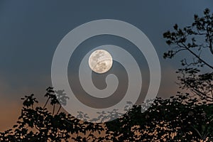 Full moon peruvian Amazon jungle Madre de Dios Per photo