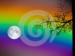 full moon and rainbow sky silhouette dry palm tree