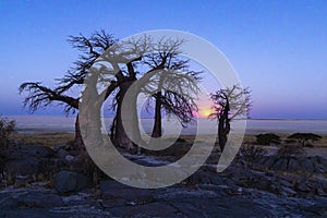 The full moon rise at the baobab trees