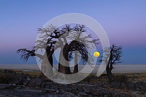The full moon rise behind baobab trees on Kubu Island
