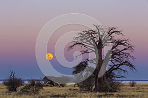 The full moon rise next to baobab tree on Kukonje Island