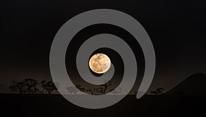 Full moon rise over camel thorn trees