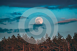 Full Moon Rising Above Pine Forest Landscape In Belarus Or European Part Of Russia During Sunset Time Of Summer Evening