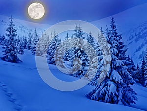 Full Moon rising above the winter fir forest covered of snow in mountains. Christmas night. Landscape winter