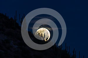 Full moon rising. Saguaro cactus silhouette on moon. Wispy clouds, dark blue sky in background.