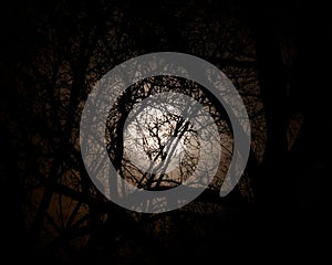 Full moon set against trees at night.