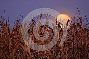 Harvest Moon photo