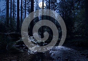 The full moon shines through the trees into the forest on ferns and soil.