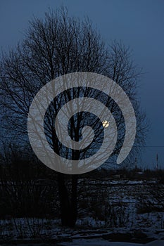 Full moon shining through branches of tree.