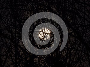 Full Moon and Silhouetted Trees