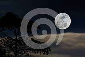 Full moon in sky. photo