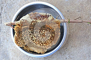 Full nest beehive wild honeycomb stick on tree branch from bees swarm hive nature with sweet honey bee in aluminium bowl