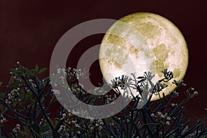 full oak or cold moon back on branch tree in the night sky