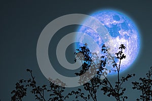 full oak or cold moon back on branch tree in the night sky