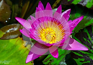 Full open pink water lily in tropical pond