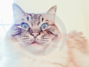 Full pedigree Ragdoll cat looking shocked and suprised portrait.