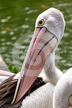 Full pelican bird head with feathers and beak details