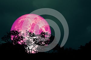 full pink moon back over silhouette leaves on tree in night sky