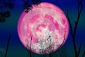 full pink moon back on silhouette dry tree and night sky