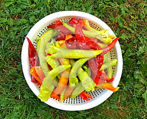 full plastic bowl of  fresh organic paprika . Healthy food concept