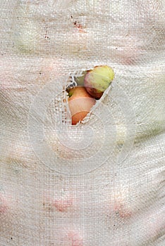 Full plastic sack of apples