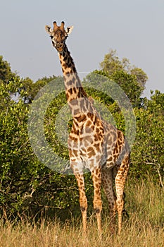 Full portrait of a giraffe
