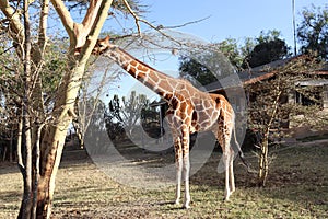 Full profile of a reticulated giraffe enjoying acacia bark in Rumuruti, Kenya