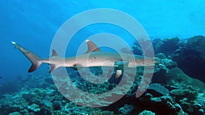 Full Profile of a Whitetip Reef Shark