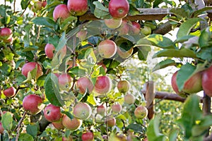 A full red apples tree branch in the middle of an apple orchard