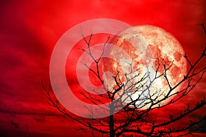 full red moon back silhouette branch dry tree red night cloud sk