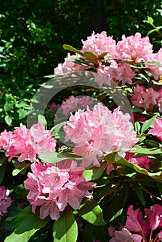 Full rhododendron