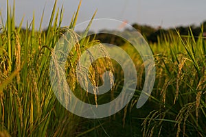 Full Rice ears in paddy field is ready to harvest