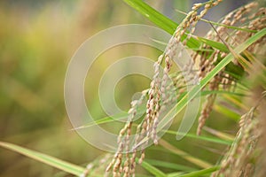 Full rice in the fields in the harvest season