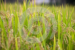 Full rice in the fields in the harvest season