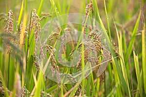 Full rice in the fields in the harvest season