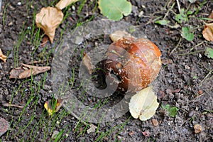 Full rotten apple on muddy ground wiith a leaves