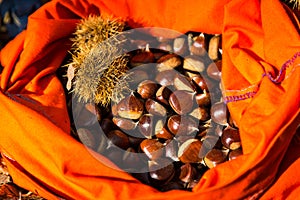 Full rucksack of ripe chestnuts