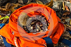Full rucksack of ripe chestnuts