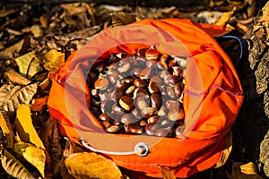 Full rucksack of ripe chestnuts