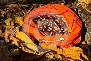 Full rucksack of ripe chestnuts