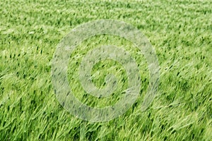 A full-screen background of a green barley field