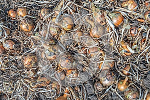 Full-screen close-up photo of onions drying in the field