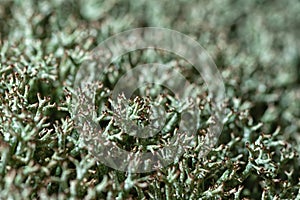 Full-screen macro view of gray-green lichen
